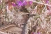 Eurasian Skylark (Alauda arvensis)